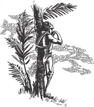 Иллюстрация к книге — Загадочные племена и народы мира [i_027.jpg]