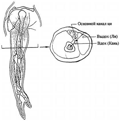 Иллюстрация к книге — Цигун. Изменения мышц и сухожилий промывания костного и головного мозга. Секреты молодости [_06.jpg]