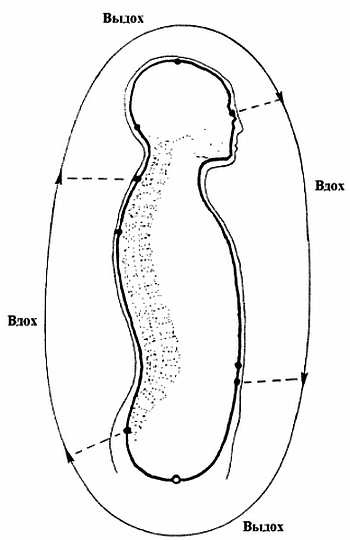 Иллюстрация к книге — Цигун. Изменения мышц и сухожилий промывания костного и головного мозга. Секреты молодости [_36.jpg]