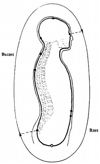 Иллюстрация к книге — Цигун. Изменения мышц и сухожилий промывания костного и головного мозга. Секреты молодости [_38.jpg]