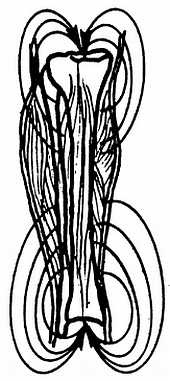 Иллюстрация к книге — Цигун. Изменения мышц и сухожилий промывания костного и головного мозга. Секреты молодости [_81.jpg]