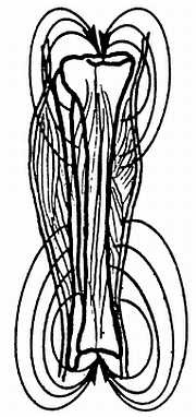 Иллюстрация к книге — Цигун. Изменения мышц и сухожилий промывания костного и головного мозга. Секреты молодости [_99.jpg]