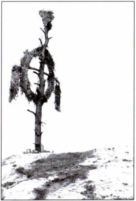 Иллюстрация к книге — Руны. Обряды и наследие предков [i_034.jpg]