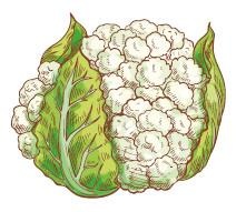 Иллюстрация к книге — Vegan Life. Счастье легким путем. Главный тренд XXI века [i_029.jpg]