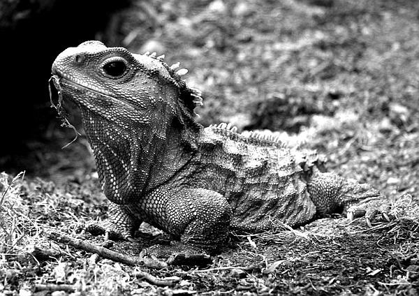 Иллюстрация к книге — Какой была древняя Цивилизация до Катастрофы? [_21.jpg]