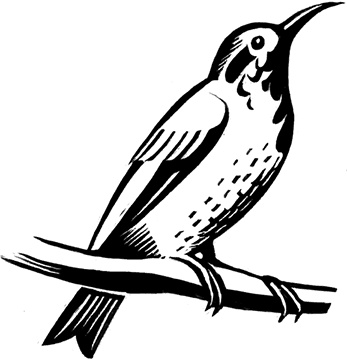 Иллюстрация к книге — Мальчик из джунглей [i_007.jpg]