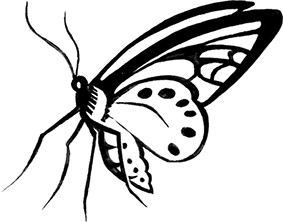 Иллюстрация к книге — Мальчик из джунглей [i_008.jpg]