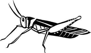 Иллюстрация к книге — Мальчик из джунглей [i_011.jpg]