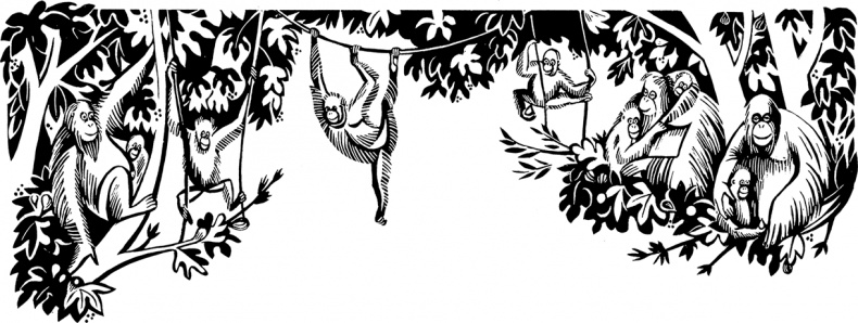 Иллюстрация к книге — Мальчик из джунглей [i_013.jpg]