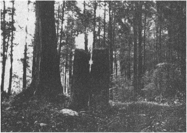 Иллюстрация к книге — Предки богов. Затерянная цивилизация Лемурии [i_030.jpg]