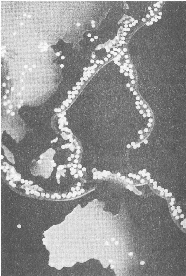 Иллюстрация к книге — Предки богов. Затерянная цивилизация Лемурии [i_035.jpg]