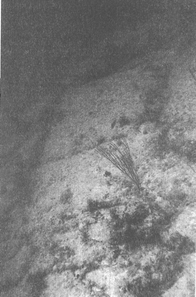 Иллюстрация к книге — Предки богов. Затерянная цивилизация Лемурии [i_037.jpg]