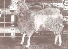 Иллюстрация к книге — Небесные учителя [pic_24.jpg]