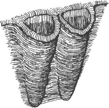 Иллюстрация к книге — Румо, или Чудеса в темноте [img_0101.jpg]