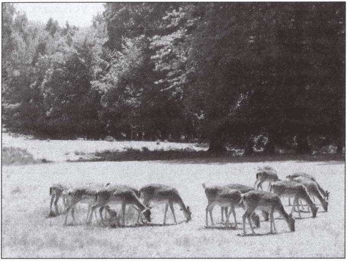 Иллюстрация к книге — Замки баварского короля [i_095.jpg]