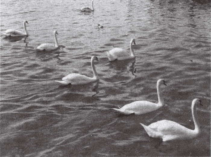 Иллюстрация к книге — Замки баварского короля [i_115.jpg]