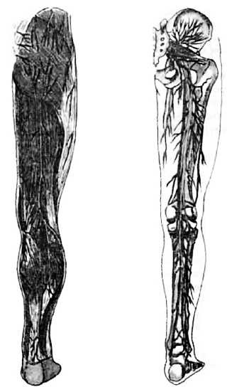 Иллюстрация к книге — Китайский цигун-массаж. Общий массаж [_110.jpg]