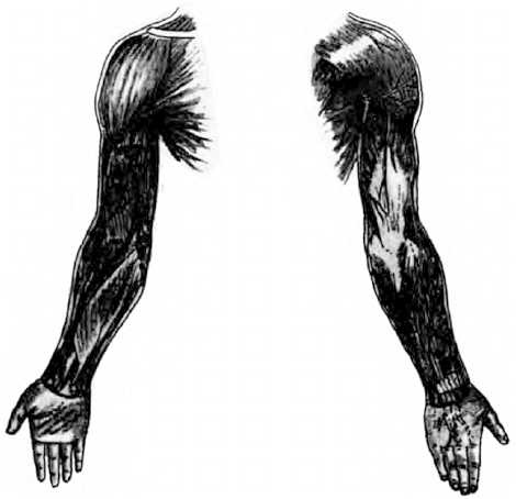 Иллюстрация к книге — Китайский цигун-массаж. Общий массаж [_152.jpg]