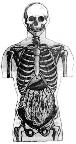 Иллюстрация к книге — Китайский цигун-массаж. Общий массаж [_179.jpg]