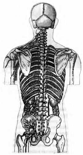 Иллюстрация к книге — Китайский цигун-массаж. Общий массаж [_69.jpg]