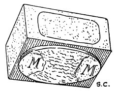 Иллюстрация к книге — Строительство и архитектура в Древнем Египте [i_036.jpg]