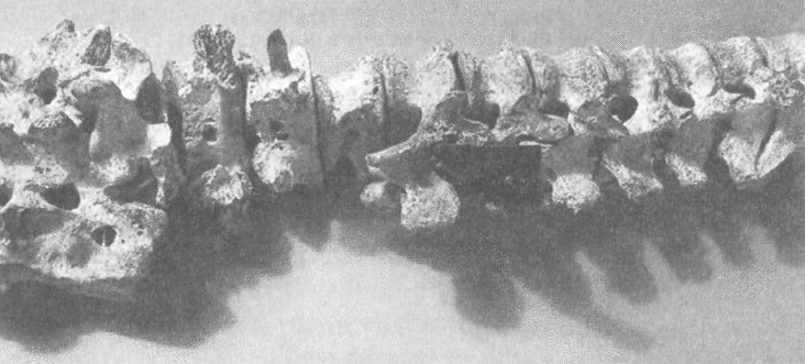 Иллюстрация к книге — Прощай, нищета! Краткая экономическая история мира [_62.jpg]