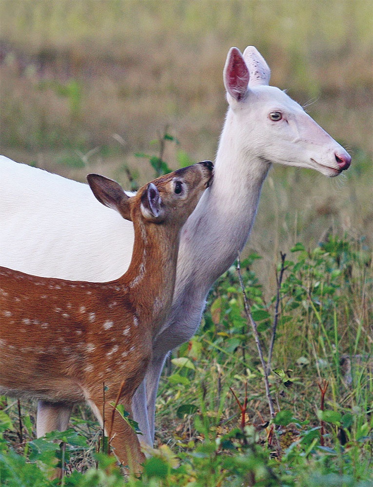 Иллюстрация к книге — LYKKE. Секреты самых счастливых людей [i_014.jpg]
