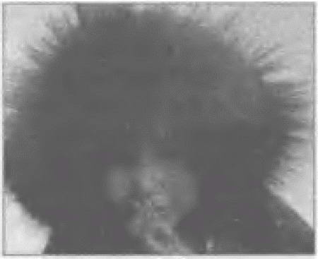 Иллюстрация к книге — Россия, какой она могла бы быть. История приобретений и потерь заморских территорий [i_044.jpg]