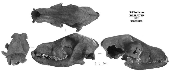 Иллюстрация к книге — Пруссы эпохи викингов. Жизнь и быт общины Каупа [i_112.jpg]