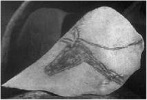 Иллюстрация к книге — Доисторическая Европа [i_014.jpg]