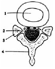 Иллюстрация к книге — О чем говорят симптомы [i_014.jpg]