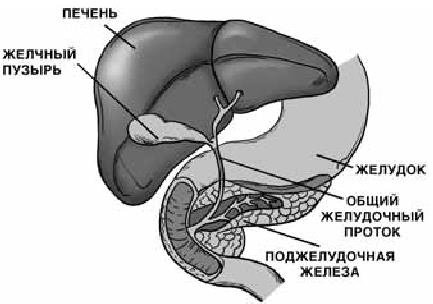 Иллюстрация к книге — О чем говорят симптомы [i_020.jpg]