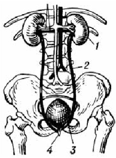 Иллюстрация к книге — О чем говорят симптомы [i_022.jpg]