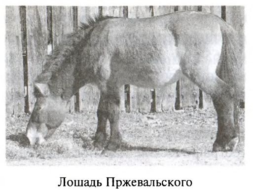 Иллюстрация к книге — Большая игра. Британская империя против России и СССР [i_041.jpg]