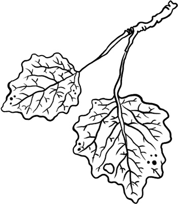 Иллюстрация к книге — О лебединых крыльях, котах и чудесах [i_002.jpg]