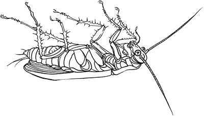 Иллюстрация к книге — О лебединых крыльях, котах и чудесах [i_017.jpg]