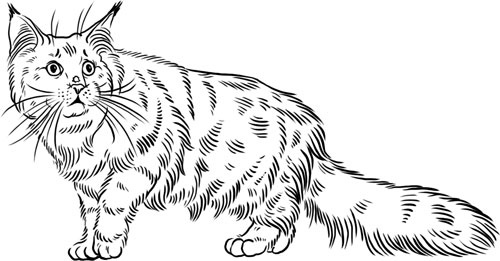 Иллюстрация к книге — О лебединых крыльях, котах и чудесах [i_035.jpg]