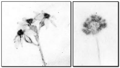 Иллюстрация к книге — Второй мессия [i_025.jpg]