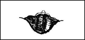 Иллюстрация к книге — Второй мессия [i_040.jpg]