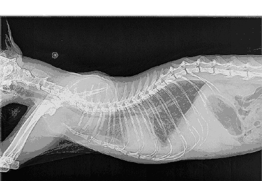 Иллюстрация к книге — Дни Савелия [i_025.jpg]