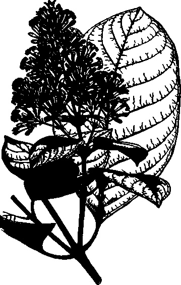 Иллюстрация к книге — Тихие Убийцы. Всемирная история ядов и отравителей [i_007.jpg]