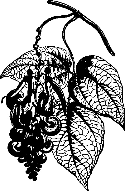 Иллюстрация к книге — Тихие Убийцы. Всемирная история ядов и отравителей [i_010.jpg]