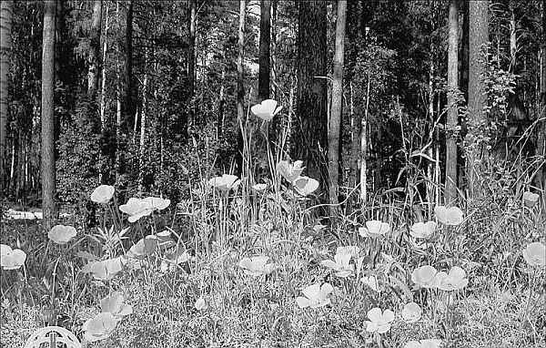 Иллюстрация к книге — Судьба императора Николая II после отречения. Историко-критические очерки [i_028.jpg]