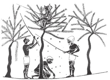 Иллюстрация к книге — Древняя Греция [i_167.jpg]