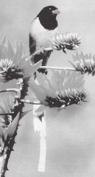 Иллюстрация к книге — Древний Восток и Азия [i_549.jpg]