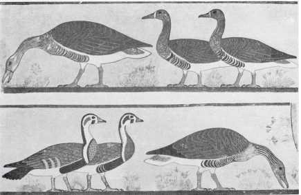 Иллюстрация к книге — Древние цивилизации [i_482.jpg]