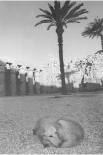 Иллюстрация к книге — Древние цивилизации [i_791.jpg]