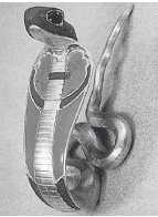 Иллюстрация к книге — Древние цивилизации [i_795.jpg]