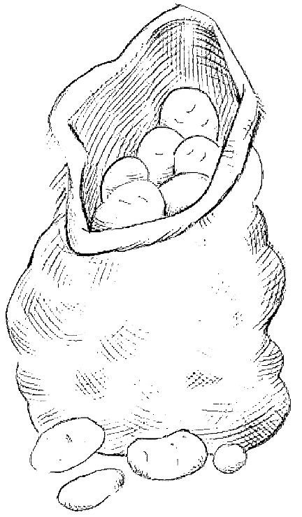 Иллюстрация к книге — Жизнь замечательных растений [zhizn_zamechatelny_rastenijj00101.jpg]