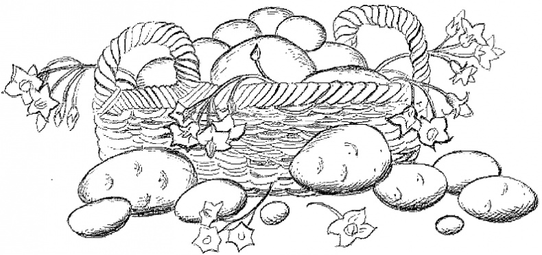 Иллюстрация к книге — Жизнь замечательных растений [zhizn_zamechatelny_rastenijj00171.jpg]